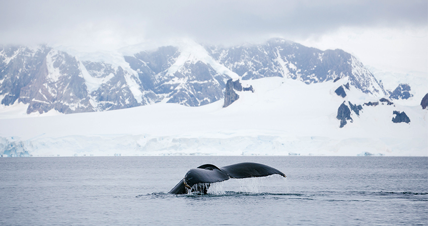 Whales in Antarctic polar cruises