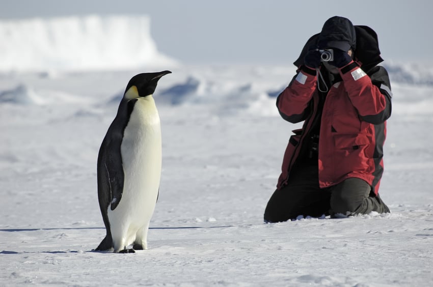 emperor-penguin.jpg