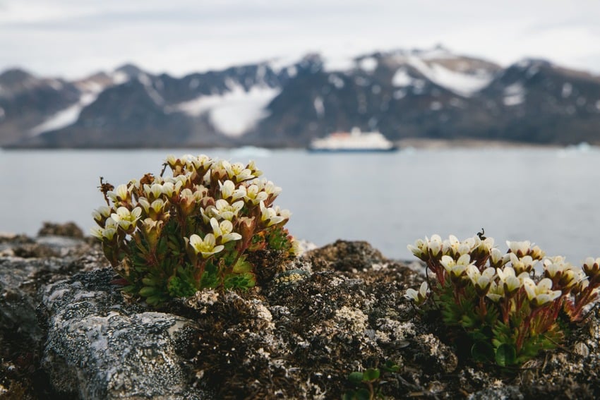 Arctic plants - adapting to the climate change