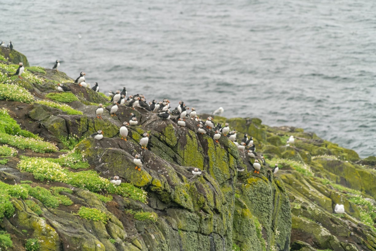 Atlantic puffin colony