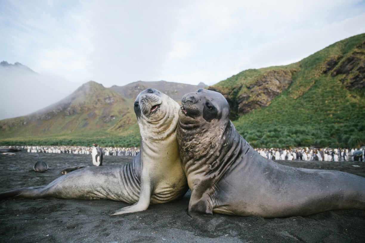 two-seals-hugging.jpg
