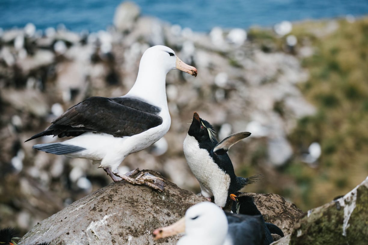 Distinctive Adaptations Distinctive Adaptations