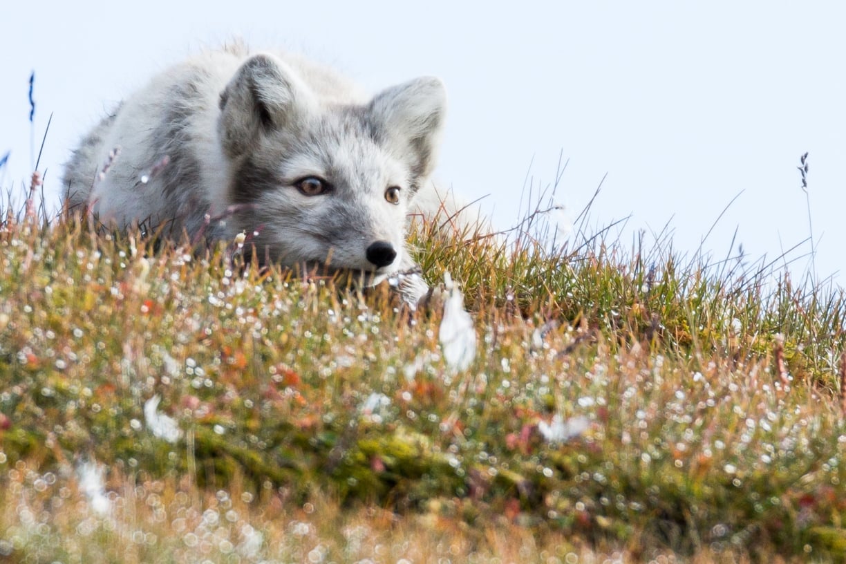 fox-blog-arctic.jpg