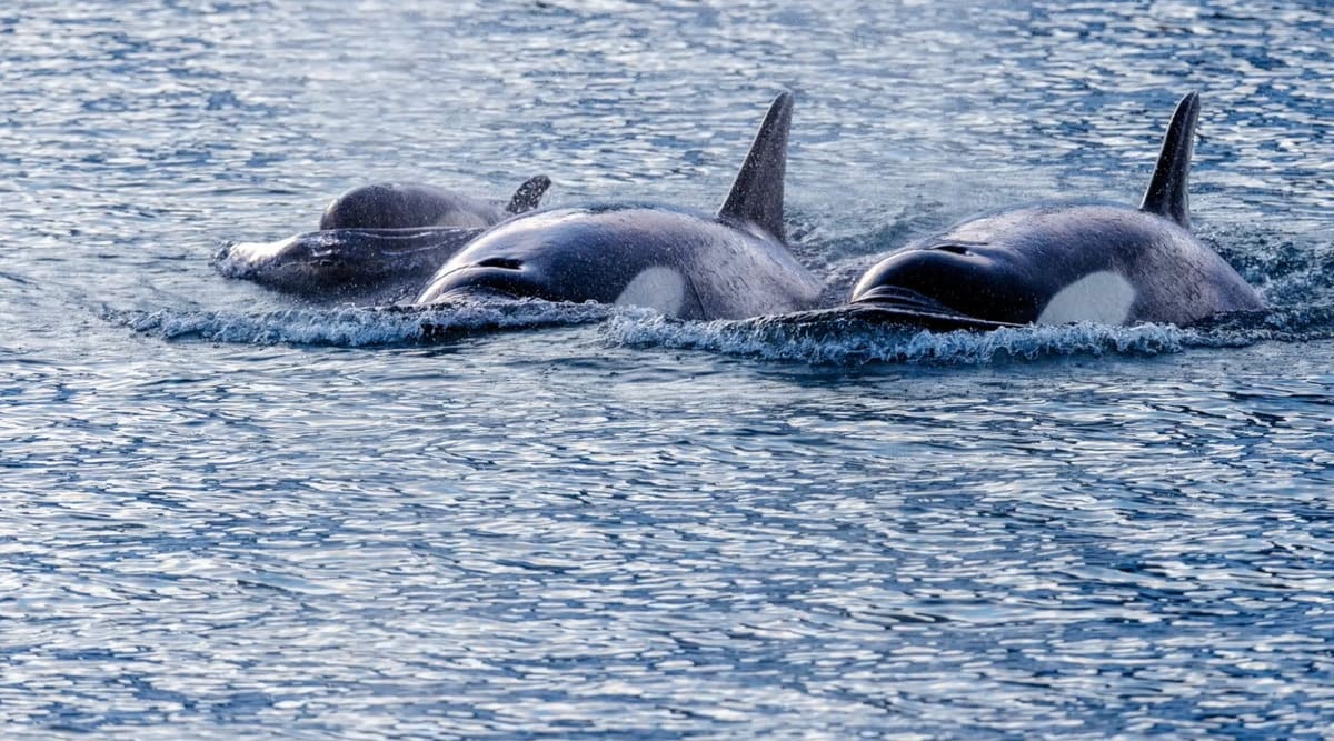 Orcas Orcas