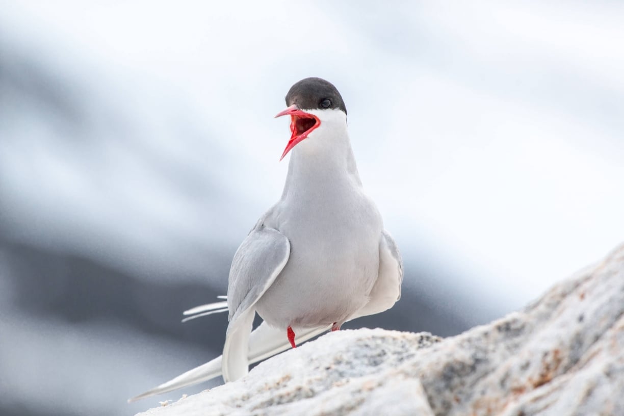 Arctic Birds