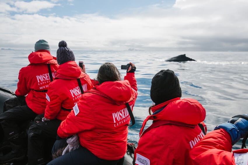 Iceland Whale Watching Iceland Whale Watching