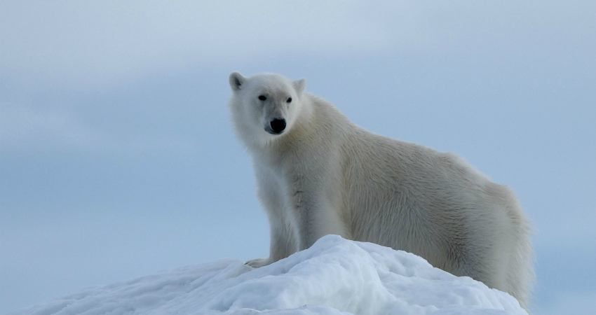 Best Arctic trip to see polar bears in Svalbard