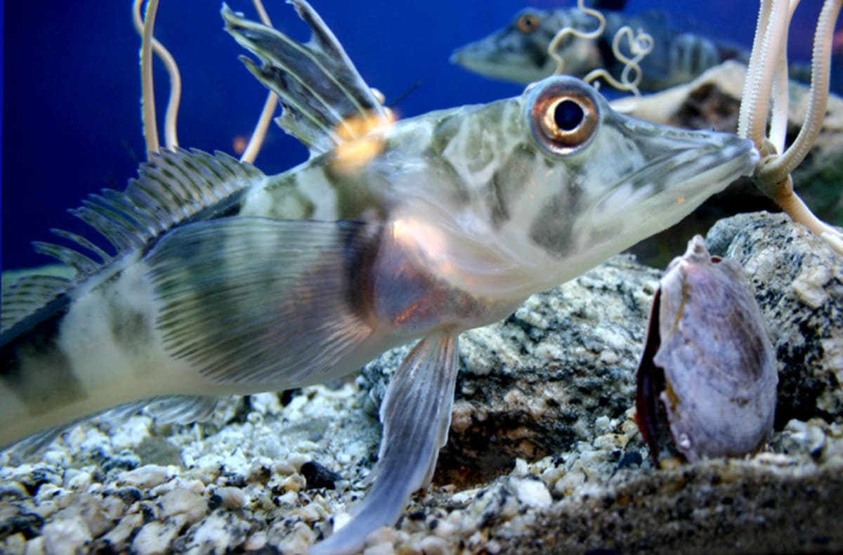Crocodile icefish Crocodile icefish