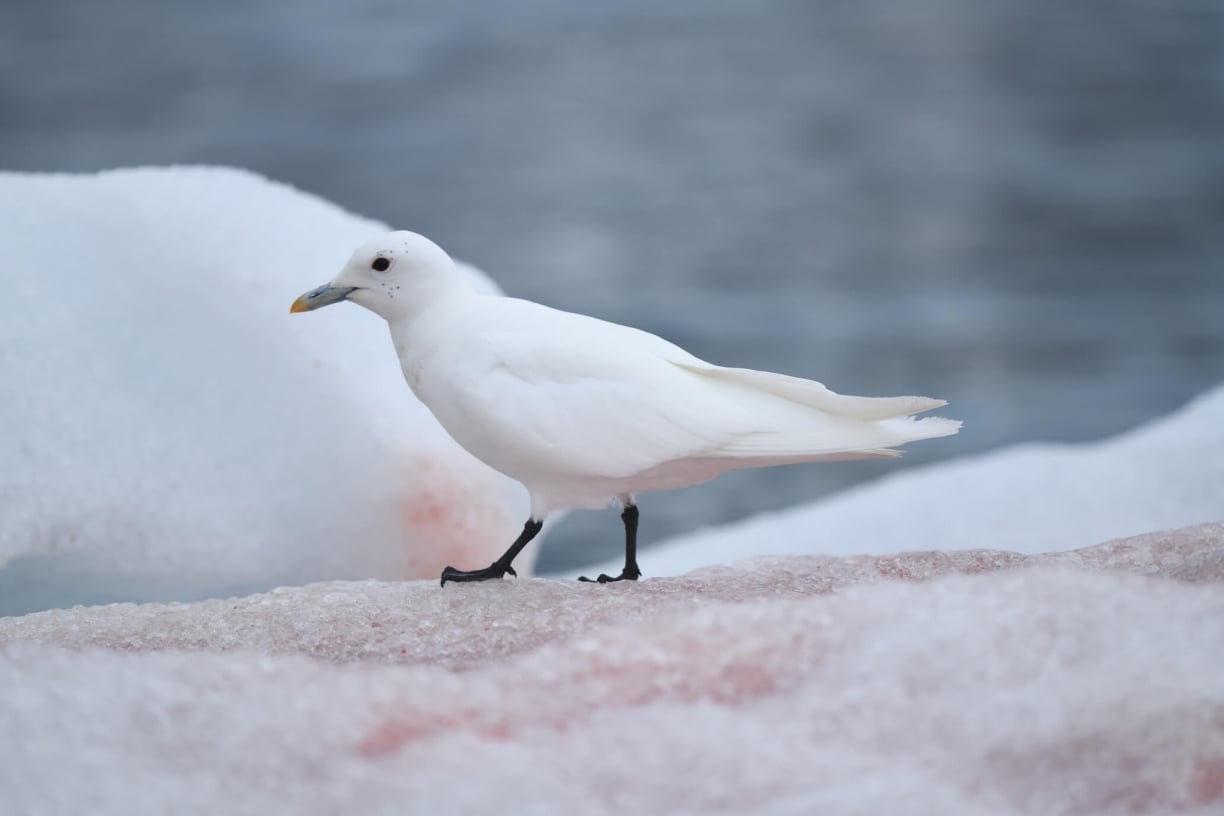 Arctic Seabirds