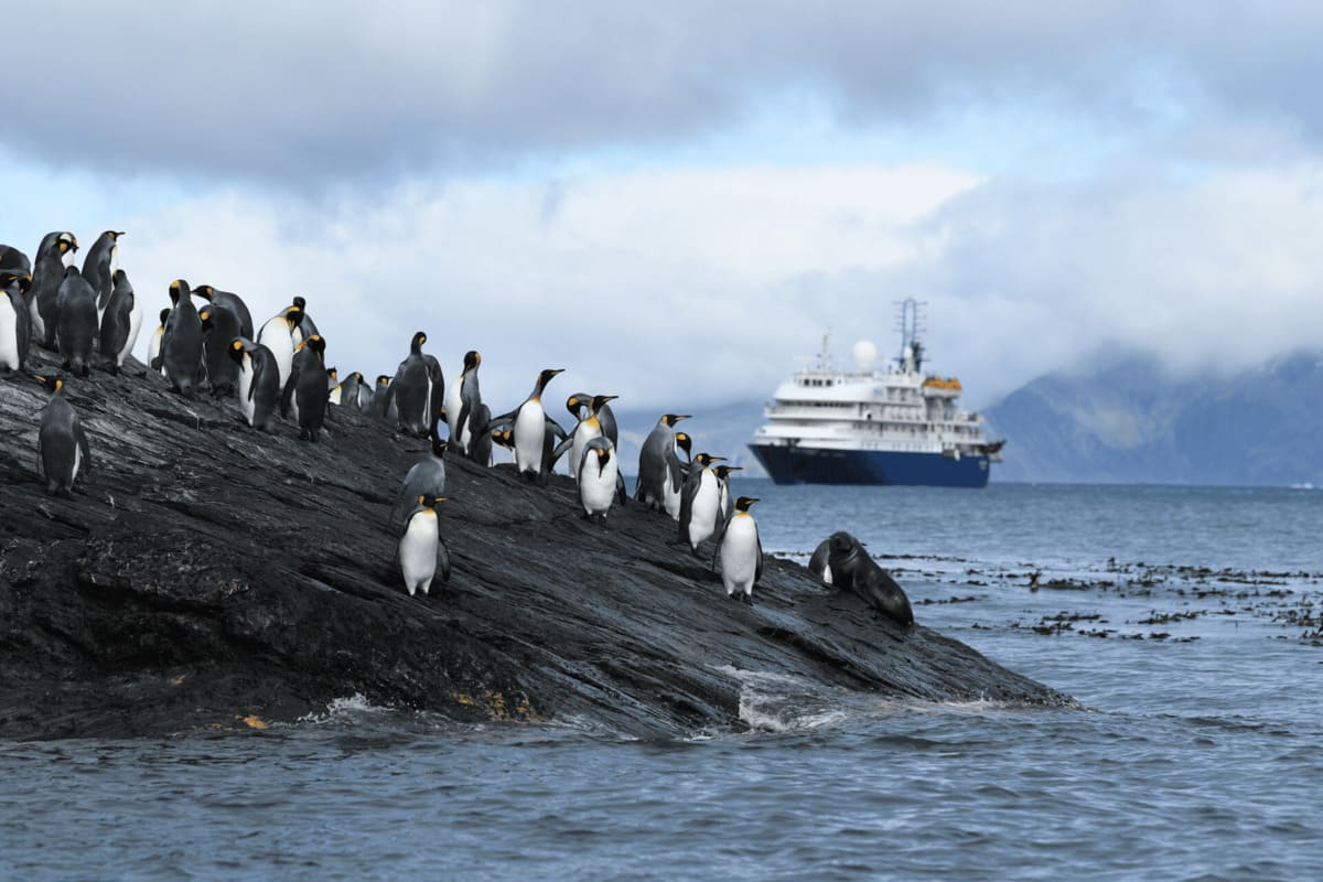 Penguin Characteristics