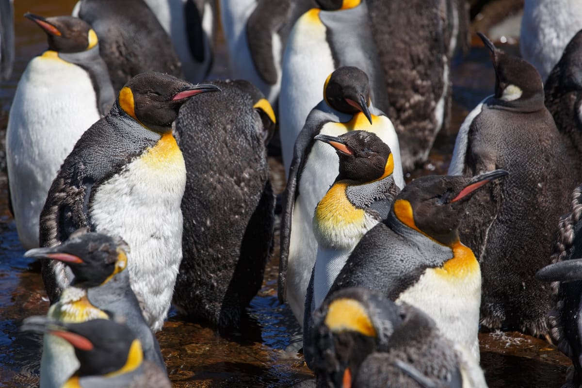 king penguin colonies king penguin colonies
