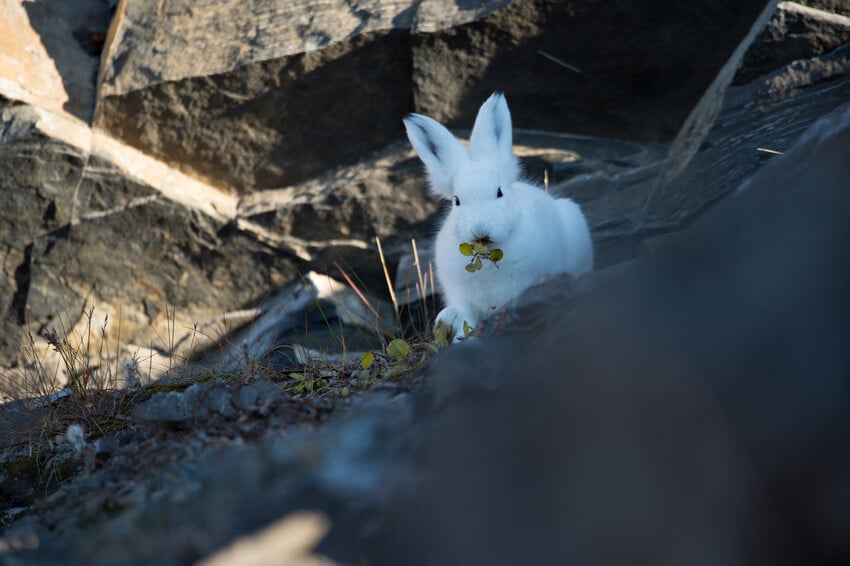 2 They Are Stealthy Predators