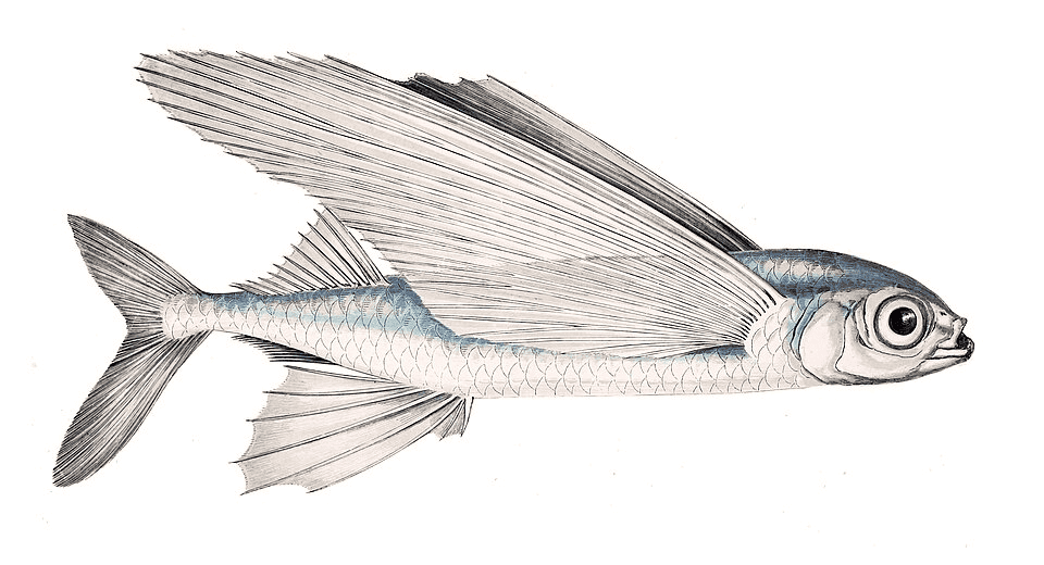 Flying Fish