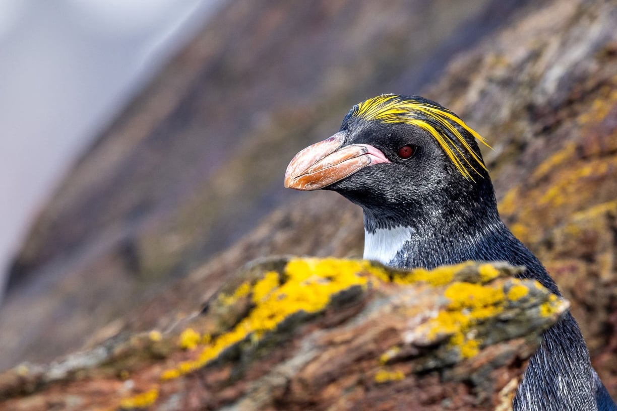 Surviving Subantarctic Extremes