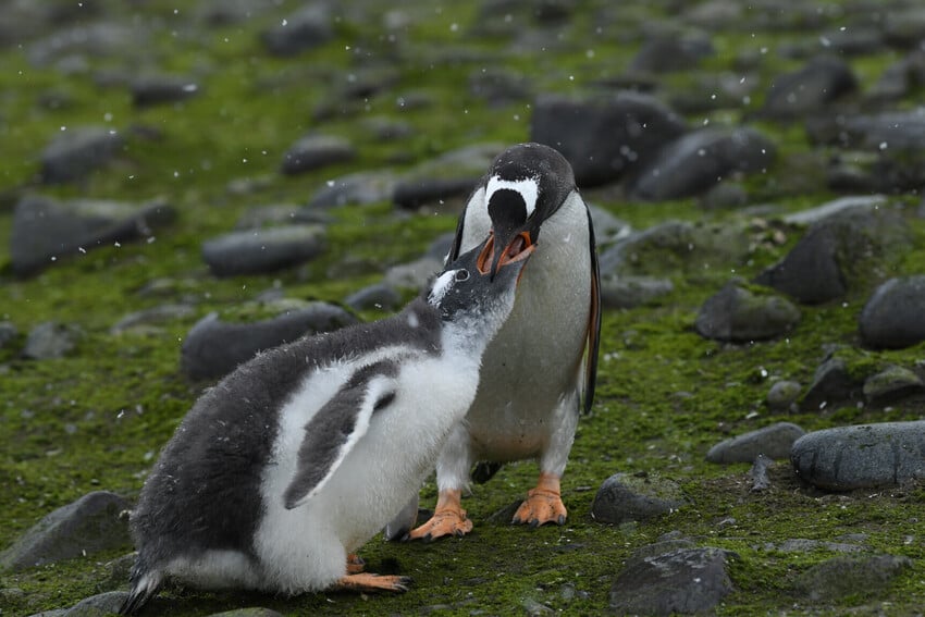 The Ice Sheet and Its Dynamics