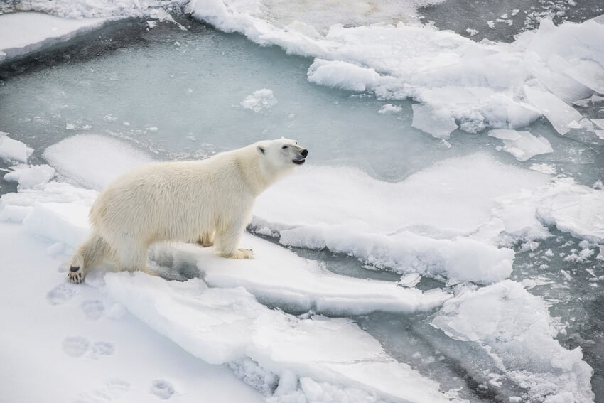 When to see Polar Bears in Svalbard.jpg