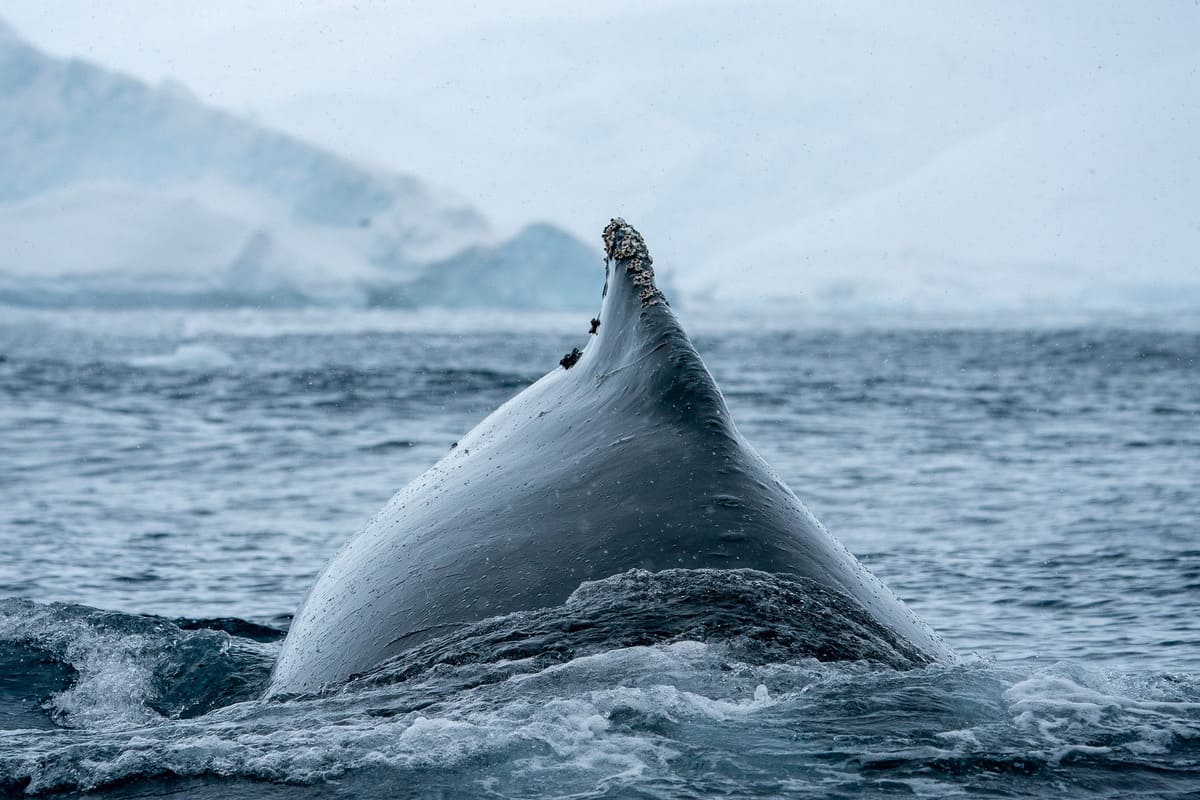 Sei Whale Sei Whale