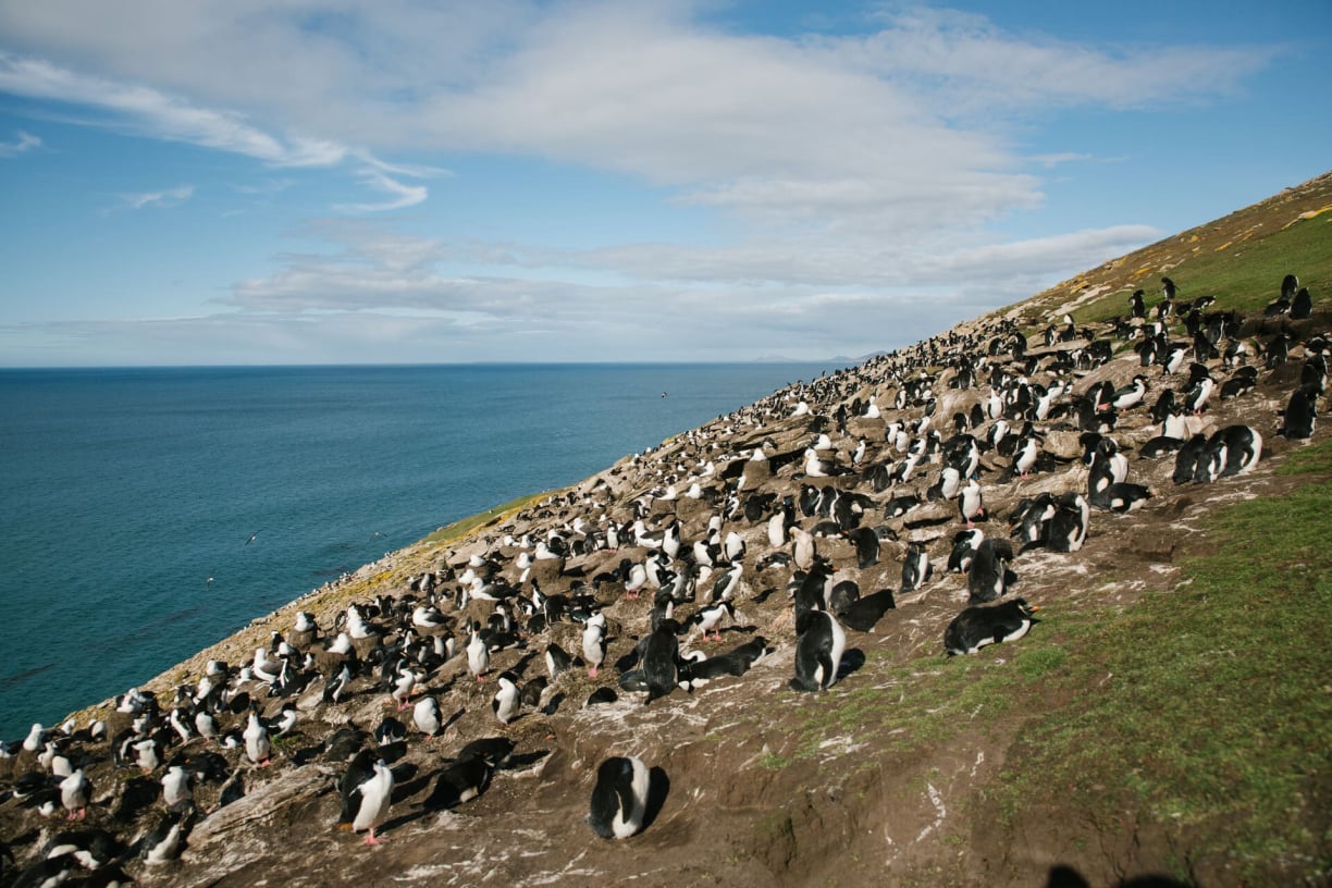 Scientific Classification Scientific Classification