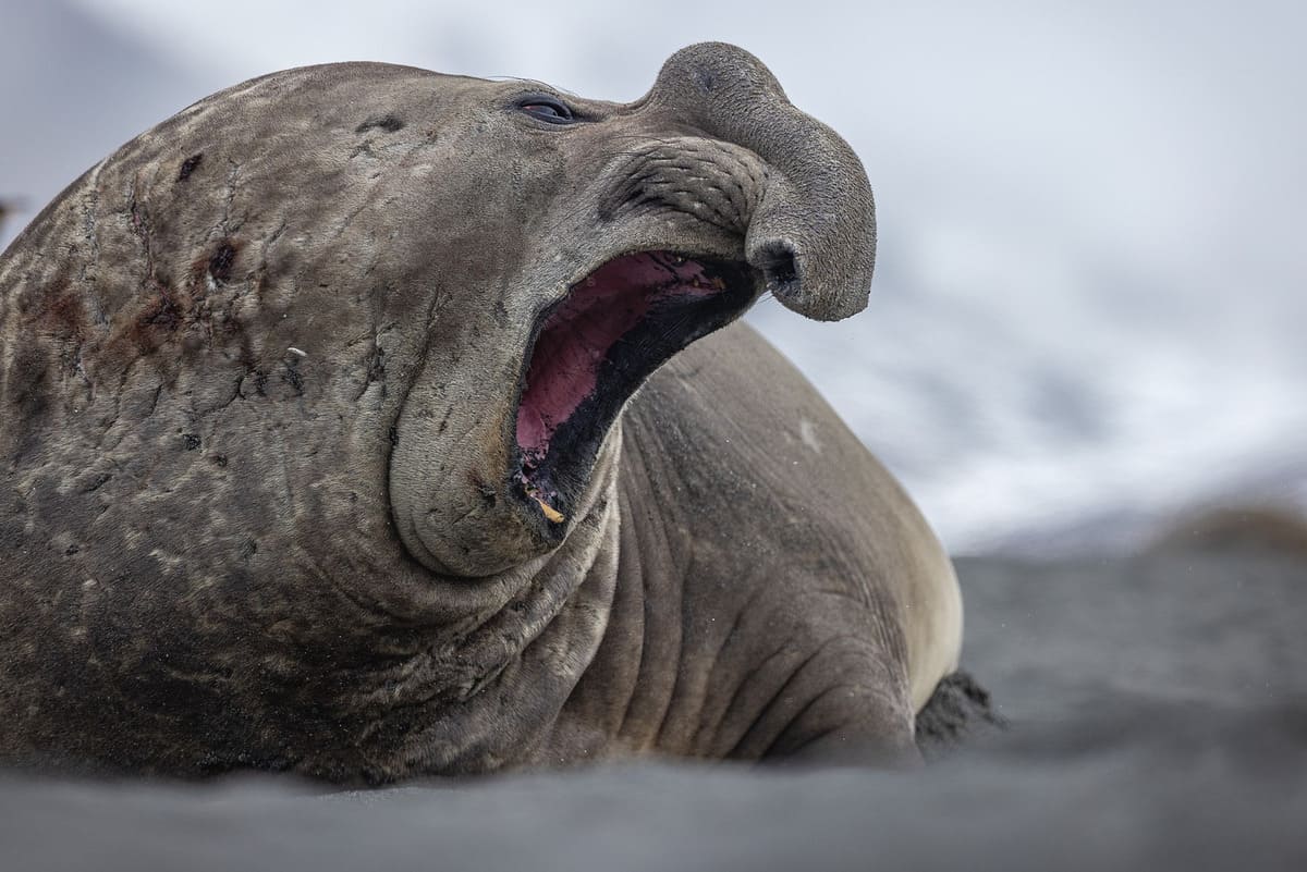 Southern Elephant Seal Southern Elephant Seal