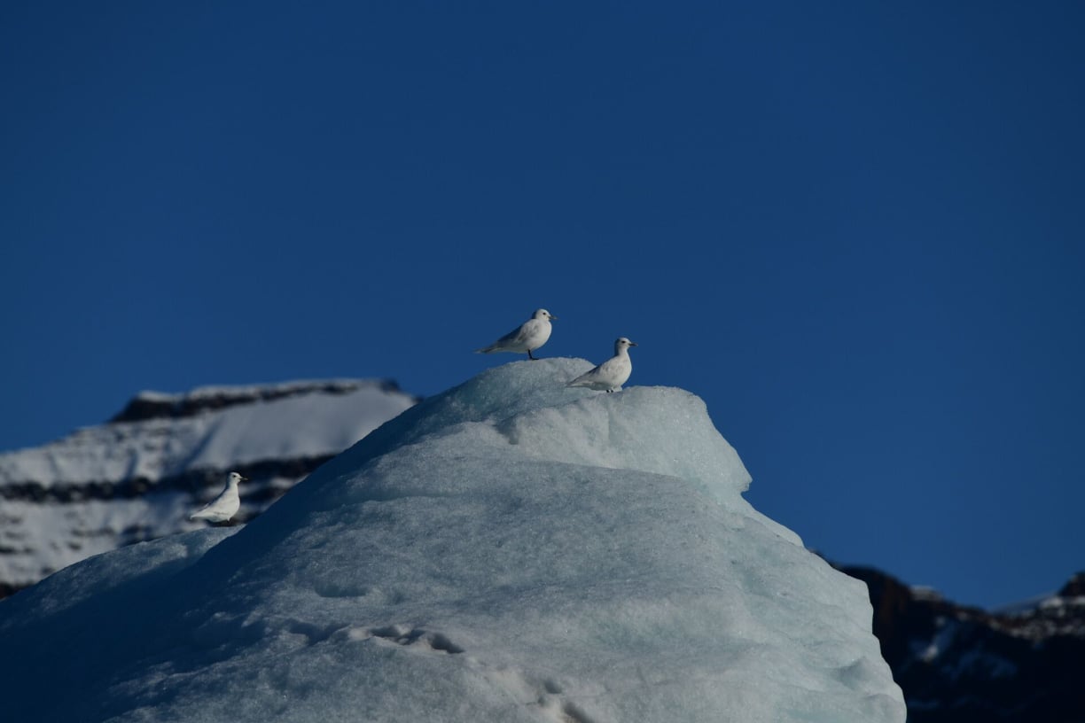 Greenland animals (13).jpg
