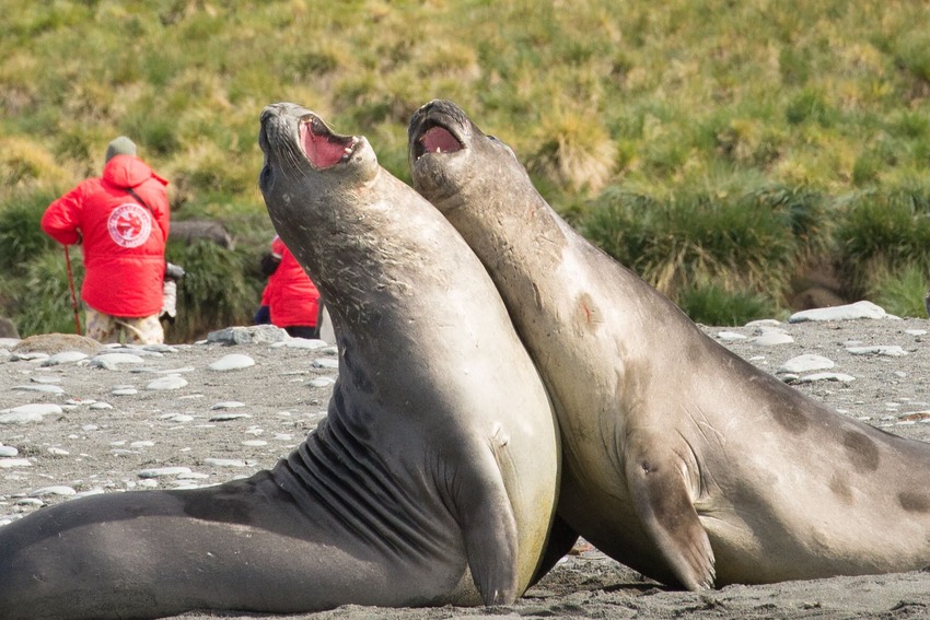 Southern Elephant Seals: The Fat & Furious Takes it All