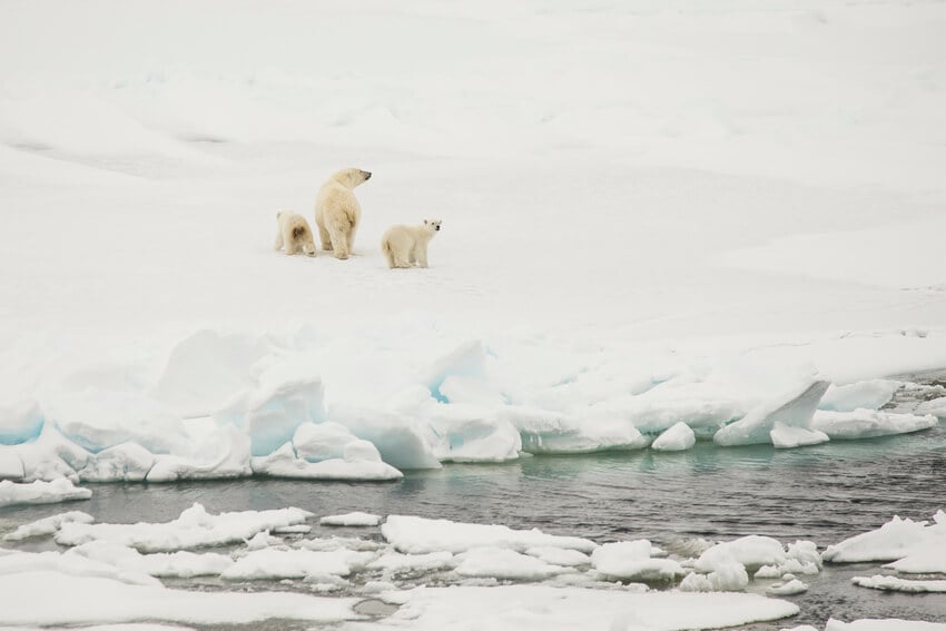 What to expect on a Svalbard polar bear tour