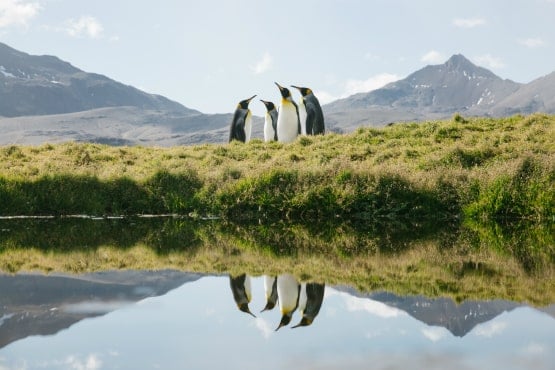 King penguins in Antarctica