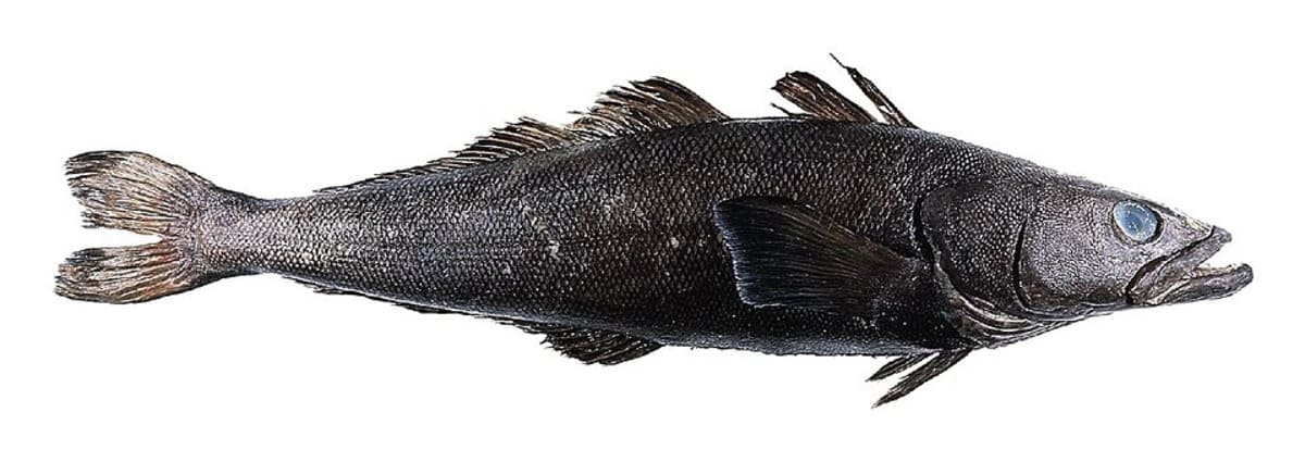 Patagonian Toothfish Patagonian Toothfish