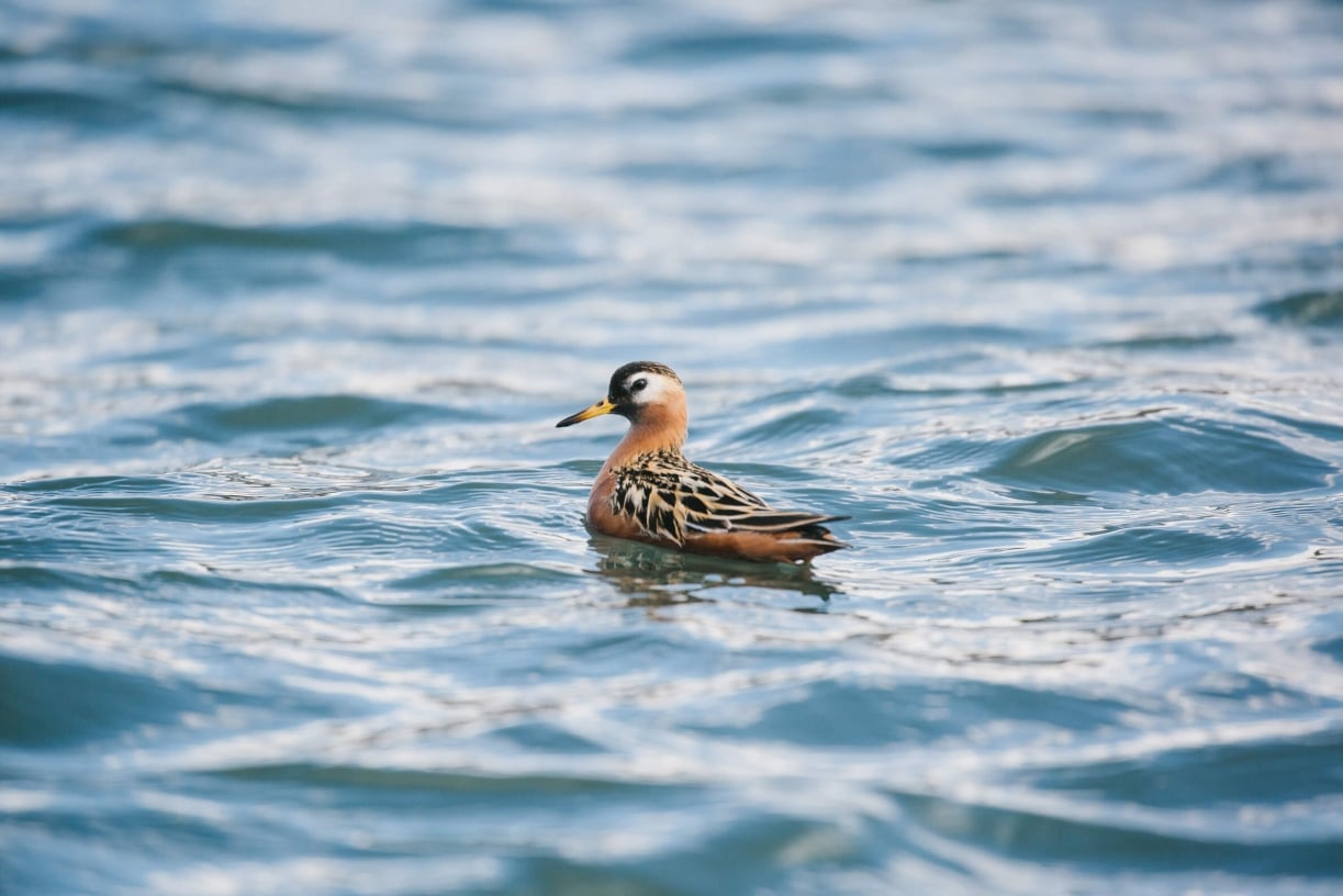 Red-phalarope-arctic-article.jpg