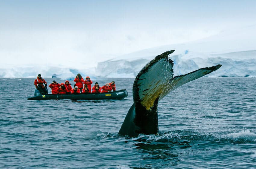 They Feast on Tons of Krill blue_whale_8c.jpeg