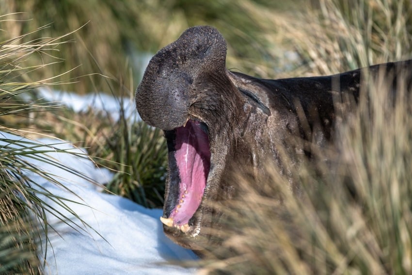 Interesting Facts About Elephant Island