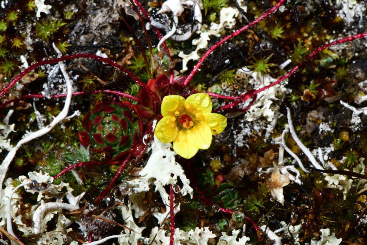 Greenland animals (5).jpg