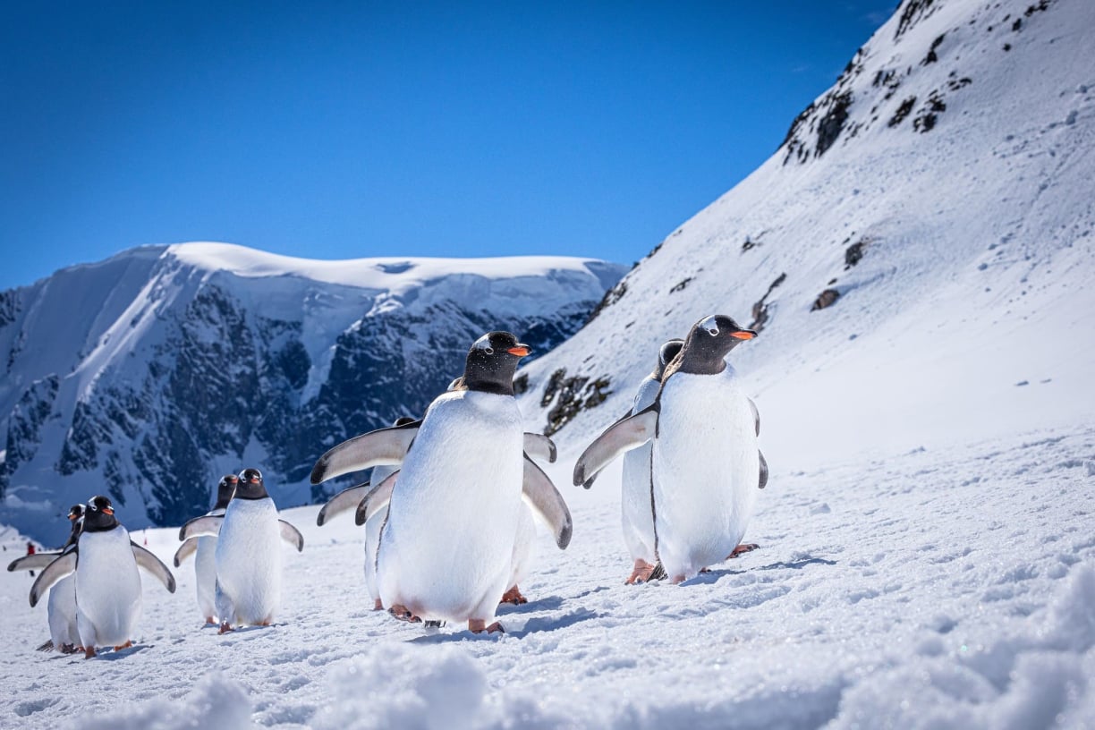 Antarctic wildlife Antarctic wildlife