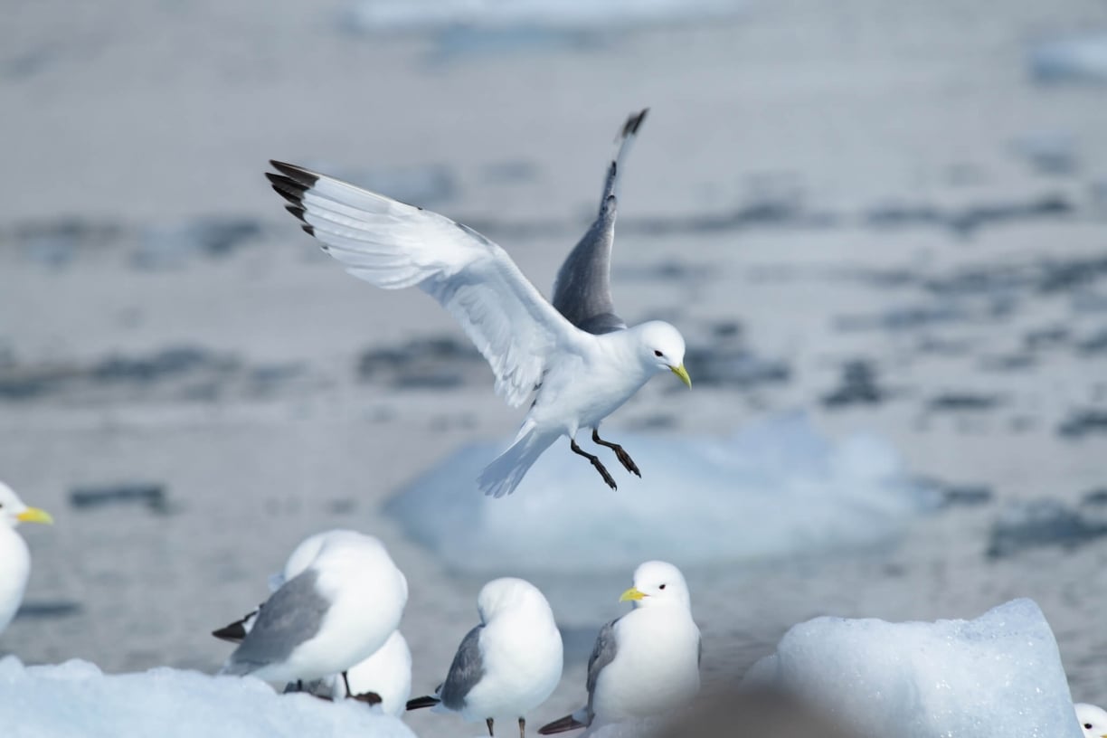 30 Arctic Birds and Seabirds - Top Facts, Places, Habits - Poseidon ...