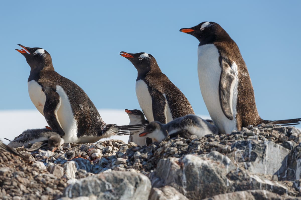 Gentoo Penguin Gentoo Penguin