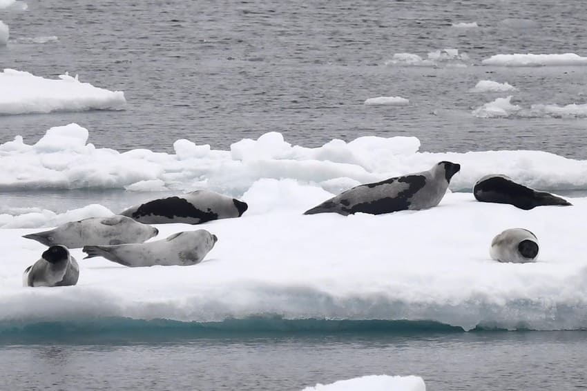 Harp Seal - Facts About Adult Predators | Poseidon Expeditions