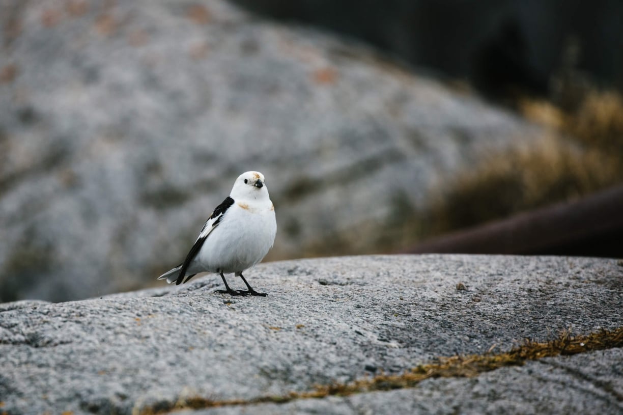 Snow-bunting-article-arctic.jpg