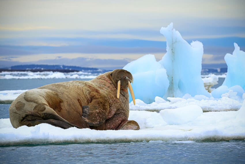 They’re Big Fellows