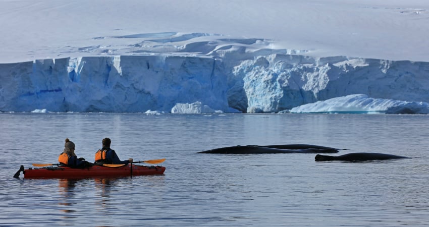 Exploring Antarctica - Kayaking