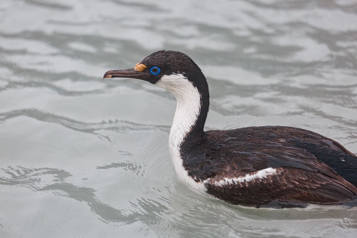 Blue-eyed shag Blue-eyed shag