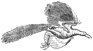 Sketch of an Archeopteryx