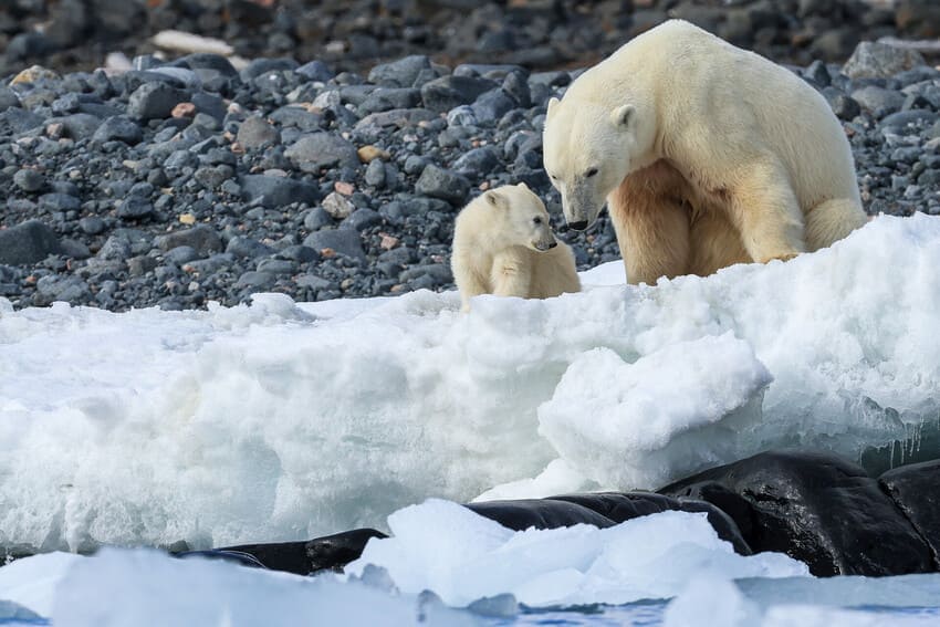 Polar Bear Characteristics