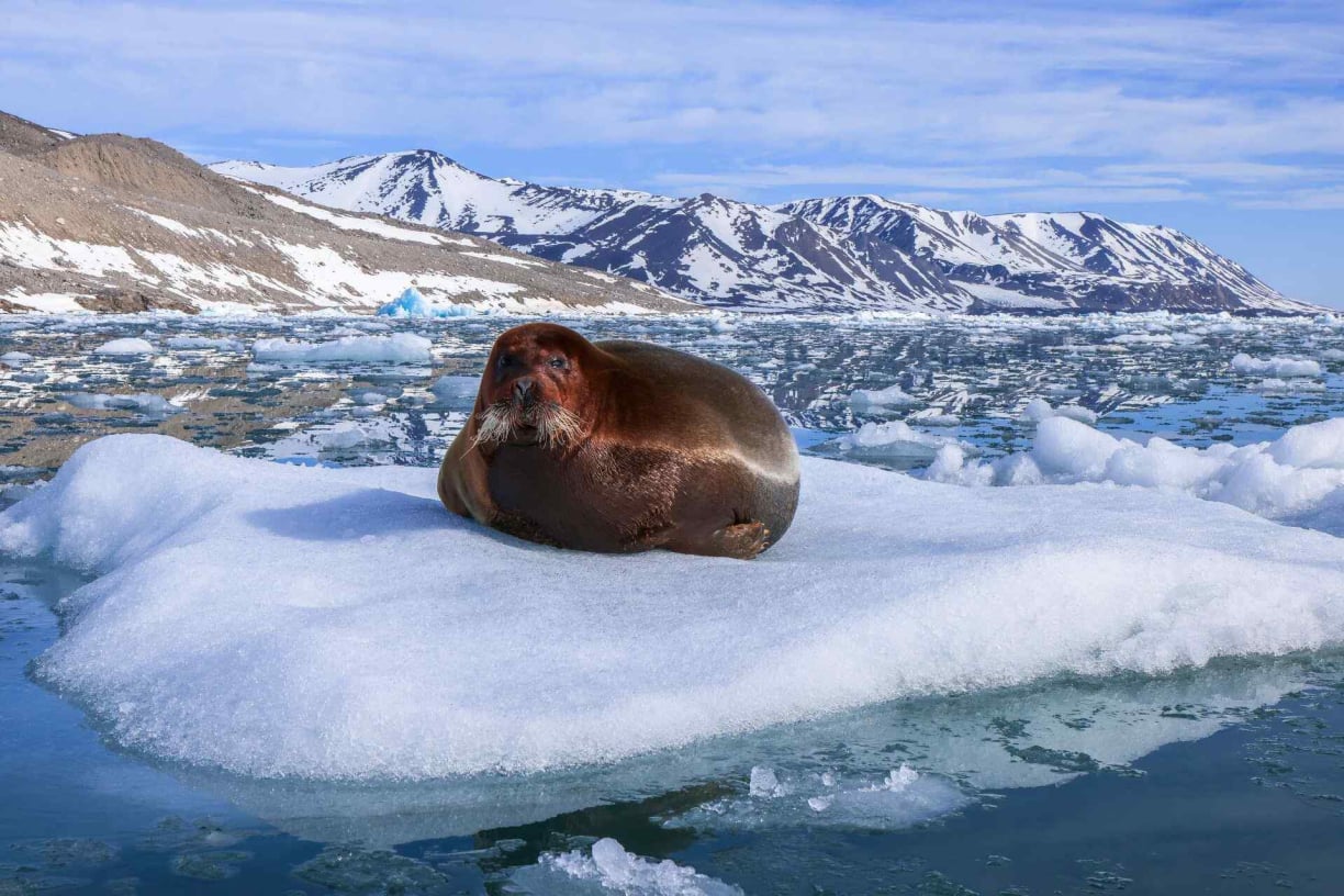 Greenland animals (7).jpg