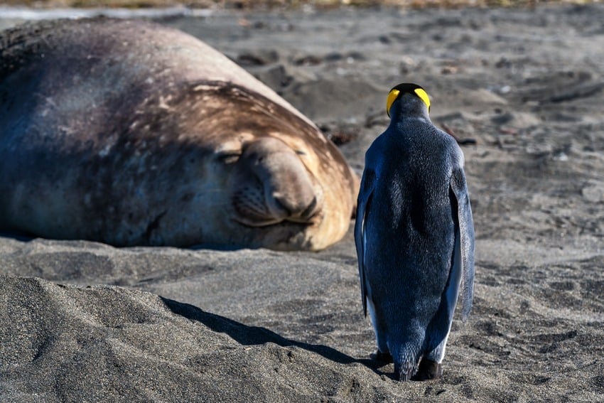 expedition cruises to Antarctica