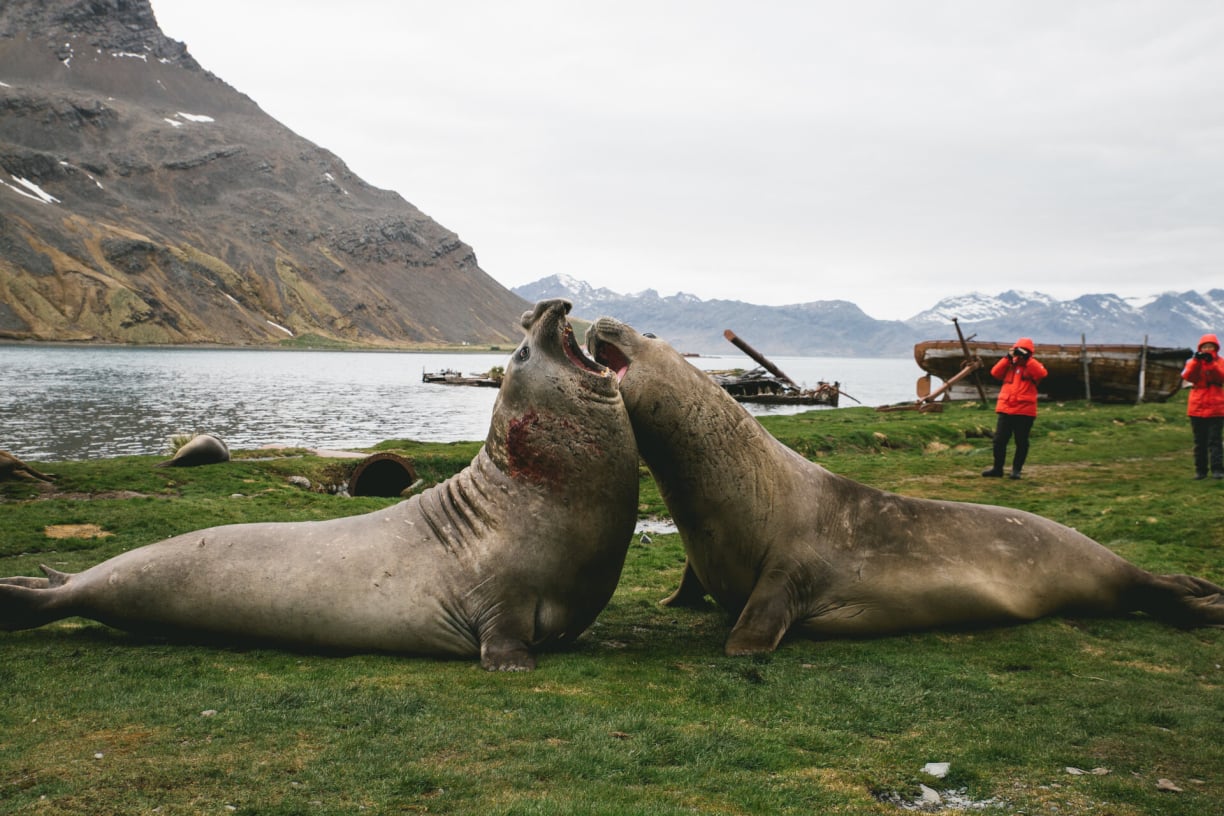 fighting-elephant-seals.jpg