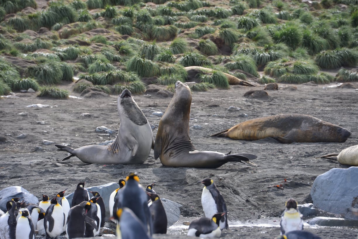 seals-and-penguins.jpg