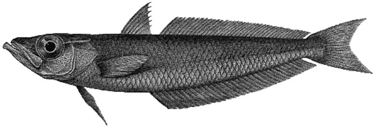 Antarctic Silverfish Antarctic Silverfish