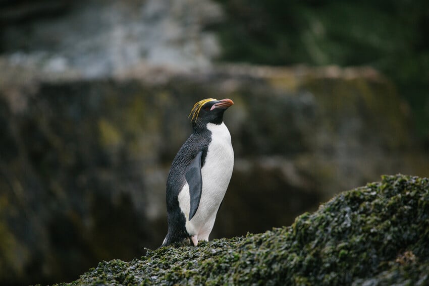 Diet and Foraging Behavior Diet and Foraging Behavior