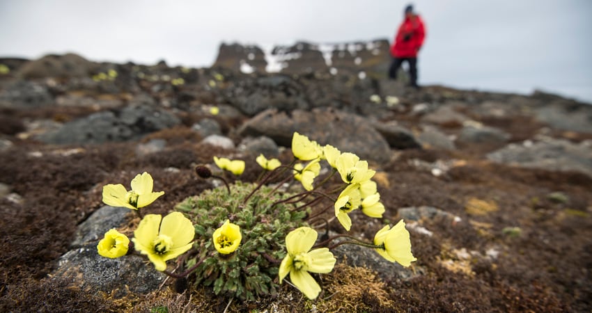 Svalbard poppy.jpg