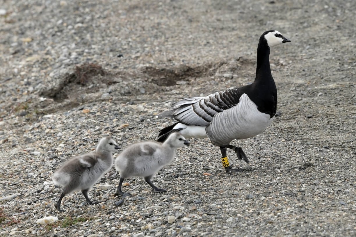 30 Arctic Birds and Seabirds - Top Facts, Places, Habits - Poseidon ...